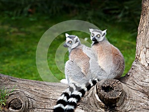 The ring-tailed lemur