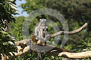 Ring-tailed Lemur