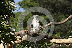 Ring-tailed Lemur