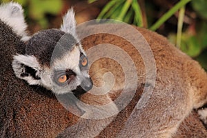 Ring tailed lemur baby