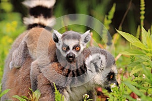 Ring tailed lemur baby