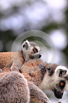 Ring tailed lemur baby