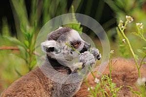 Ring tailed lemur baby