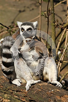 Ring-tailed lemur with a baby