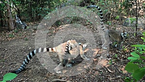 Ring-tailed lemur with baby, Lemur catta, Madagascar wildlife