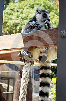 Ring-tailed lemur bachelor showing consideration and curiosity in Taronga zoo