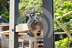 Ring-tailed lemur bachelor showing skepticism on a sunny day