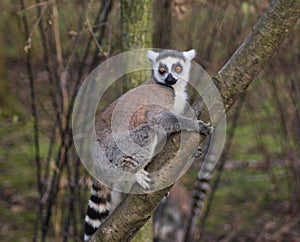 Ring tailed lemur branch