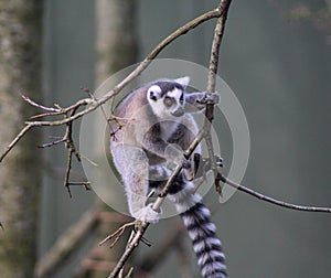 Ring tailed lemur branch