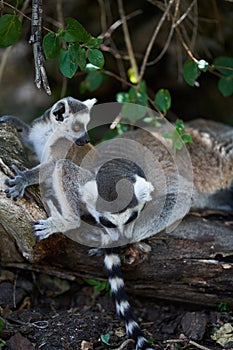 Ring tailed lemur on branch of tree