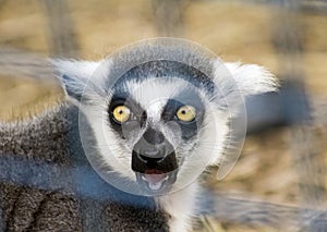 Ring-tailed Lemur in cage at zoo