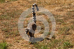 Ring tailed lemur - Call of the Wild Zoo