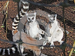 Ring-tailed lemur Lemur catta