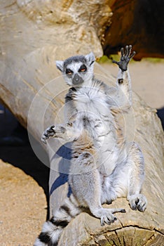 Ring tailed lemur catta