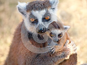 Ring tailed lemur catta