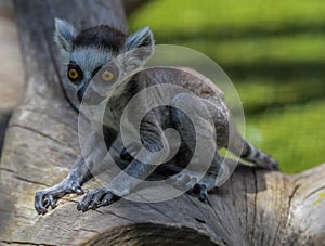 Ring tailed Lemur catta baby in a zoo