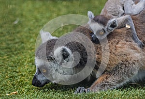 Ring tailed Lemur catta baby in a zoo