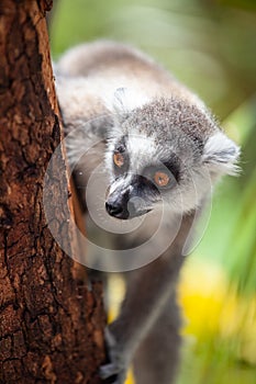 Ring-tailed lemur Lemur catta behind a tree in the in the Cango Wildlife Ranch in Oudtshoorn South Africa