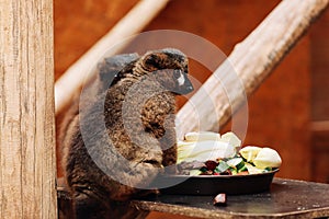 A ring-tailed Lemur catta is eating a fruit while sitting on a log