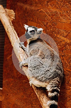 A ring-tailed Lemur catta is eating a fruit while sitting on a log