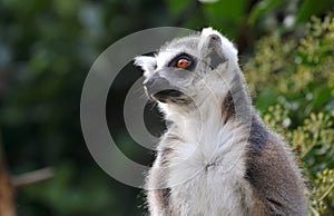 Ring-tailed lemur, close view.