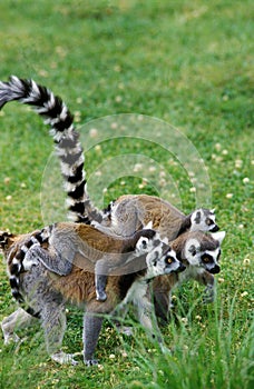Ring Tailed Lemur, lemur catta, Female with Baby on Back
