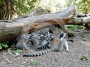 Ring tailed Lemur