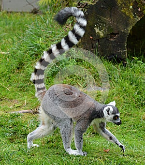 The ring-tailed lemur Lemur catta