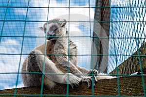 Ring-tailed lemur catta Ring-tailed lemur catta in a zoo cage in sunny summer day