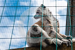 Ring-tailed lemur catta Ring-tailed lemur catta in a zoo cage in sunny summer day