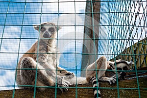 Ring-tailed lemur catta Ring-tailed lemur catta in a zoo cage in sunny summer day