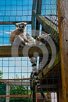 Ring-tailed lemur catta Ring-tailed lemur catta in a zoo cage in sunny summer day