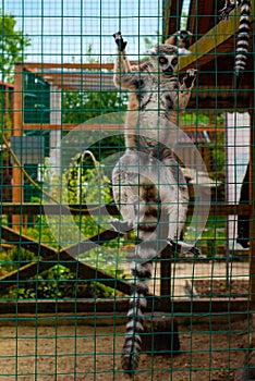 Ring-tailed lemur catta Ring-tailed lemur catta in a zoo cage in sunny summer day