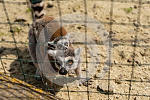Ring-tailed lemur catta Ring-tailed lemur catta in a zoo cage in sunny summer day