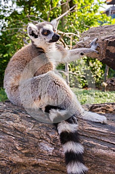 Ring-tailed lemur