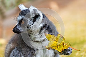 Ring-tailed lemur catta with a tree leaf in his paw