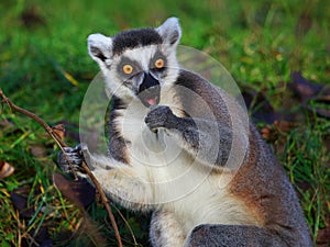 Ring Tailed Lemur cleaning his teeth