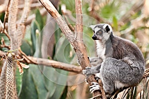 Ring-tailed Lemur