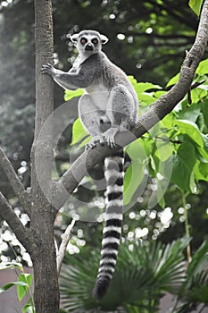 Ring tailed lemur climbing in a tree.