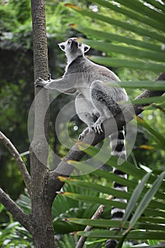 Ring tailed lemur climbing in a tree.