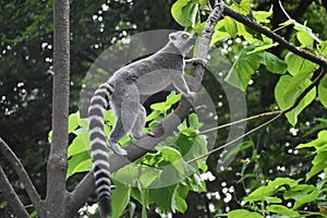 Ring tailed lemur climbing in a tree.
