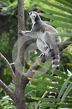 Ring tailed lemur climbing in a tree.