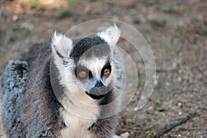 Ring-tailed lemur close-up