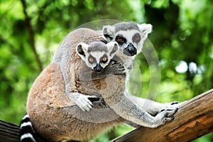 Ring-tailed lemur photo