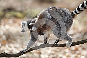 Ring-tailed lemur with cub photo