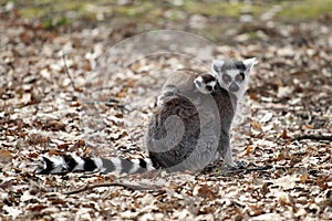 Ring-tailed lemur with cub