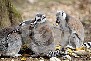 Ring-tailed lemur with cub