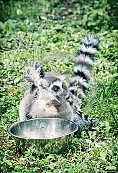 Ring-tailed lemur with cub, blue filter