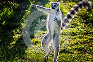 Ring-tailed lemur is dancing on green grass. He plays and performs. Like all lemurs it is endemic to the island of Madagascar