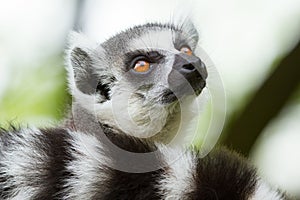 Ring-tailed lemur in a dutch zoo